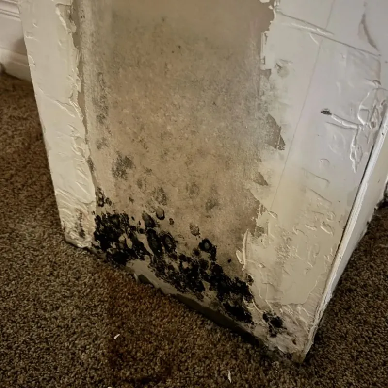 Professional Mold Removal in Clay County, TX